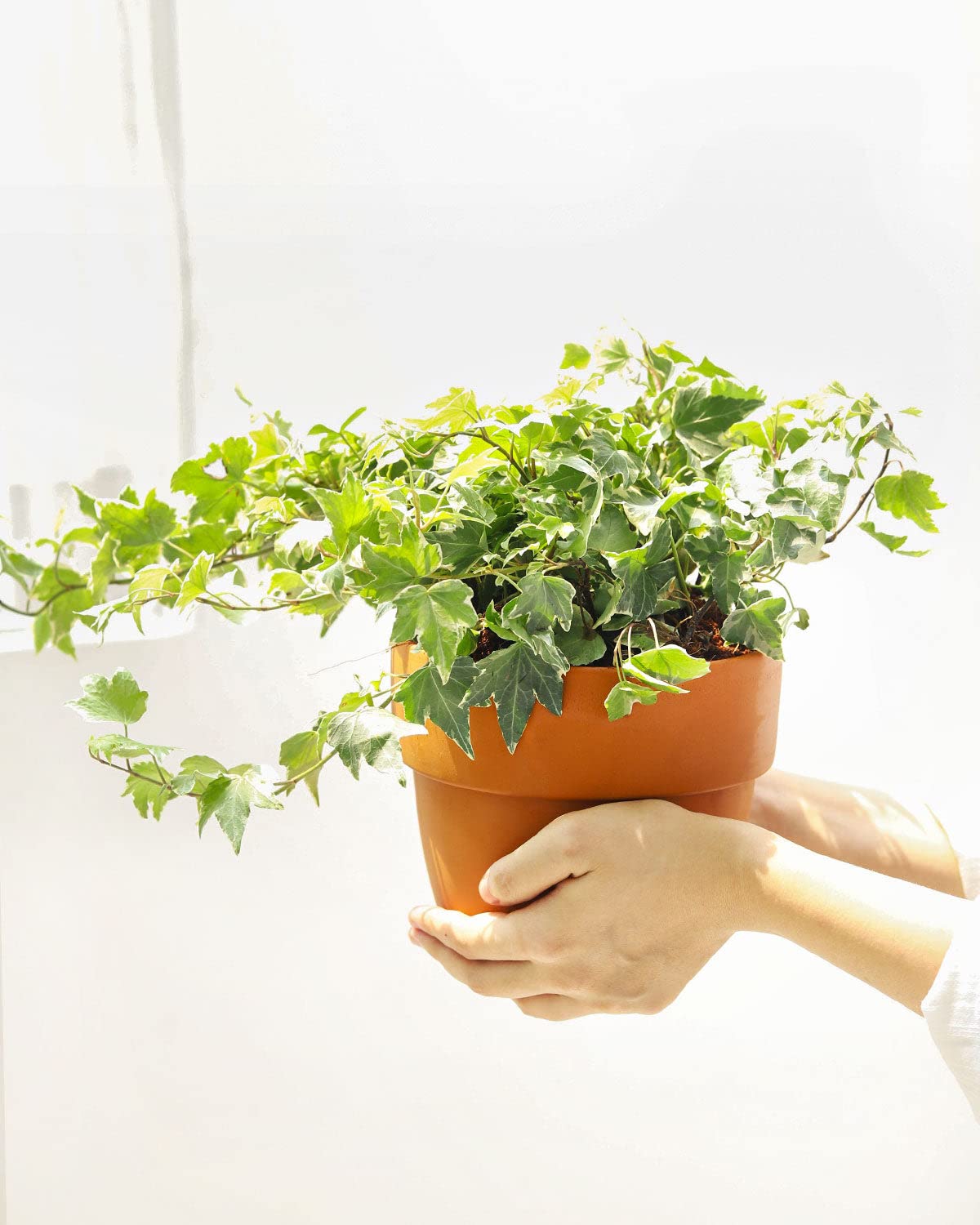 Golden English Ivy - Hedera Helix Kolibri (4" Grower Pot) - Eye-catching, Air-Purifying, Easy to Grow Houseplant - Best Trailing Houseplant for Home and Office Decoration