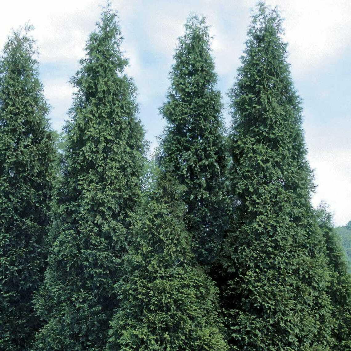 Live Plant - 5 Thuja Green Giant Arborvitae Trees/Shrubs - 6-12" Tall Live Plants, 2.5" Pots