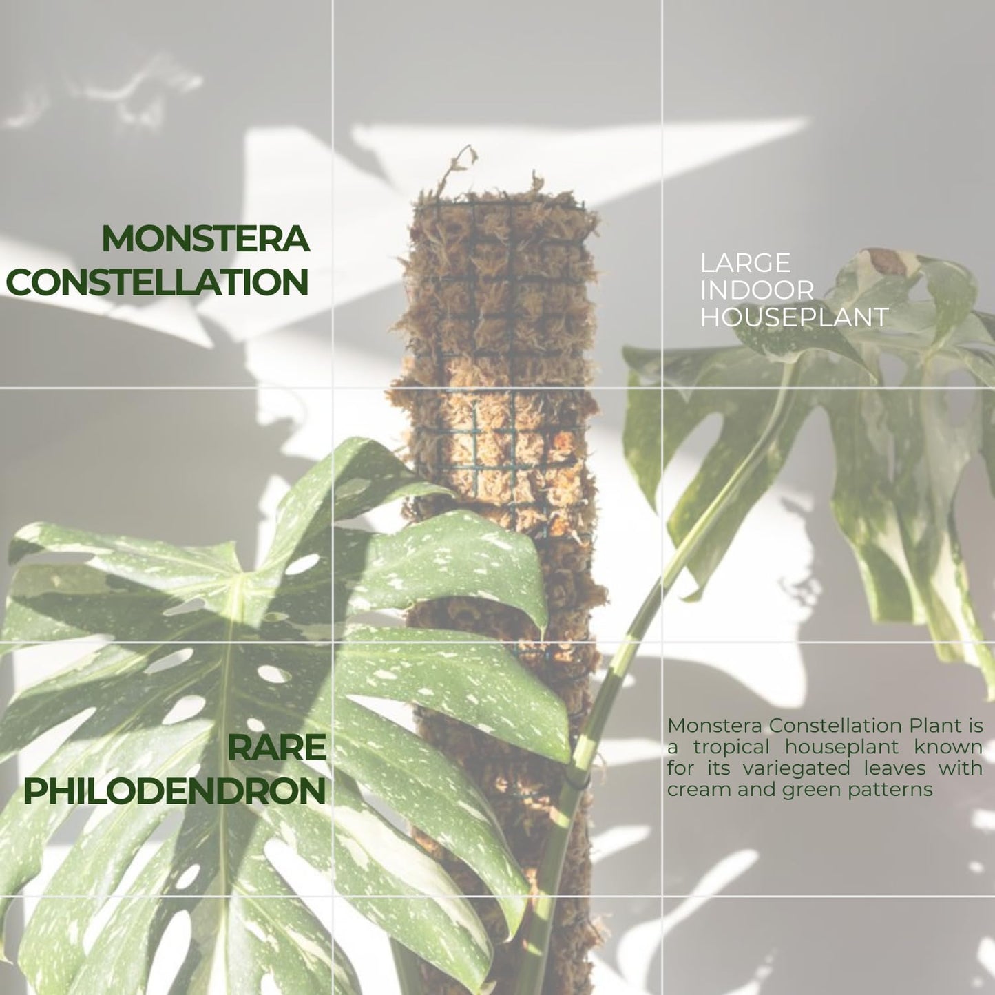 Rare Monstera Constellation Plant Live, Variegated Monstera Constellation Plant, 4–6 Inch Height, Philodendron Indoor Houseplant