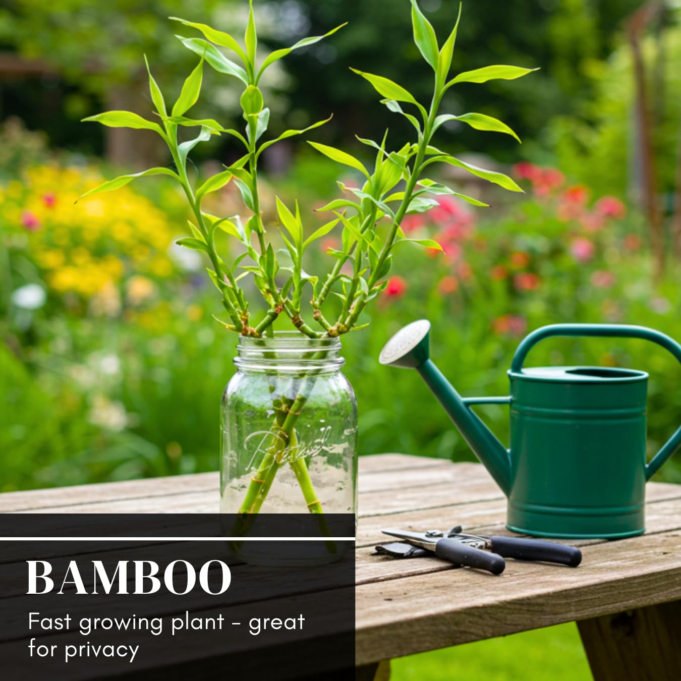 500+ Fresh Giant Bamboo Seeds for Planting - Quick Growth and Winter Hardy Privacy Screen, Good for Environment