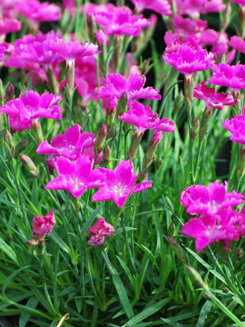 Perennial Farm Marketplace Dianthus x Kahori (Garden Pinks) Perennial Size-#1 Container, Dark Fuschia Flowers