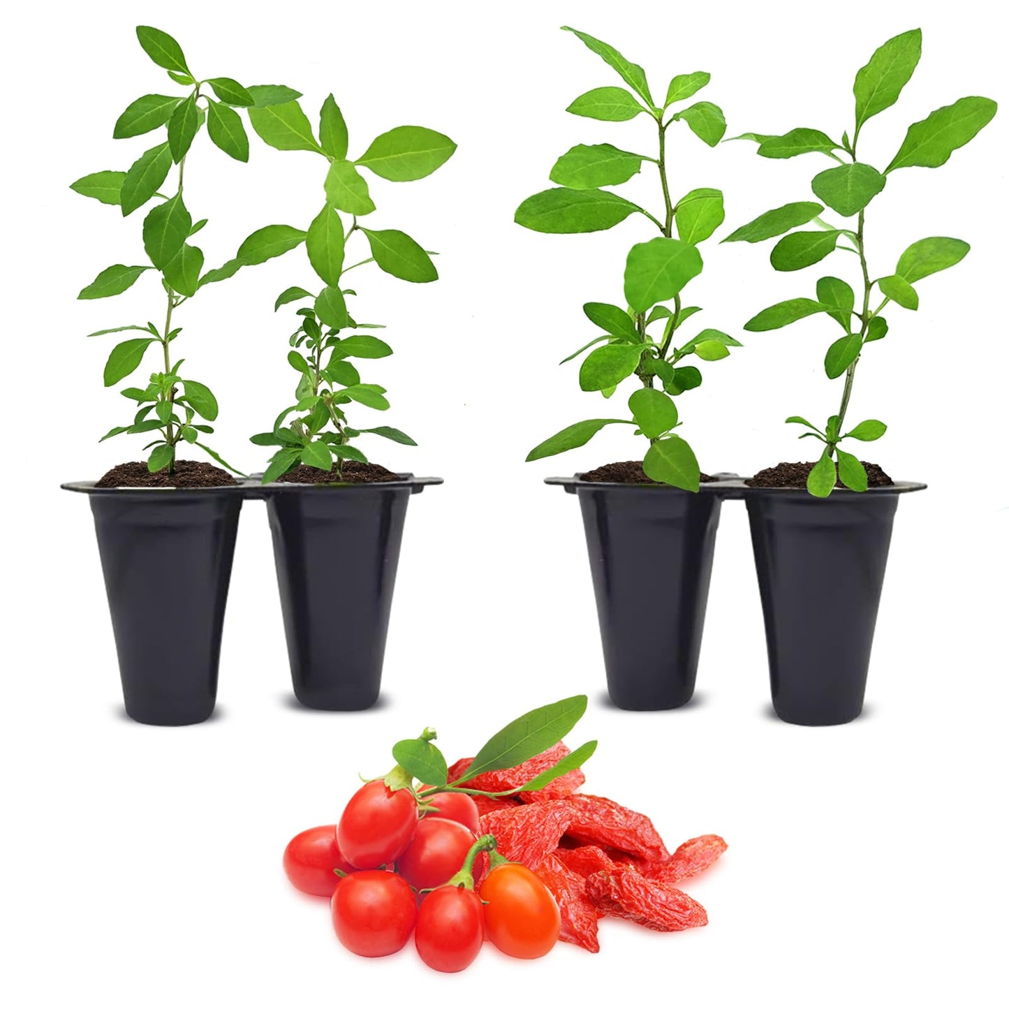Goji Berry (Wolfberry) Plants (4 Pack) –Rare Berry Variety, Cold-Hardy to -10°F, Drought-Tolerant, Self-Fertile Yielding Sweet Red Berries Live Starter Plants for Planting