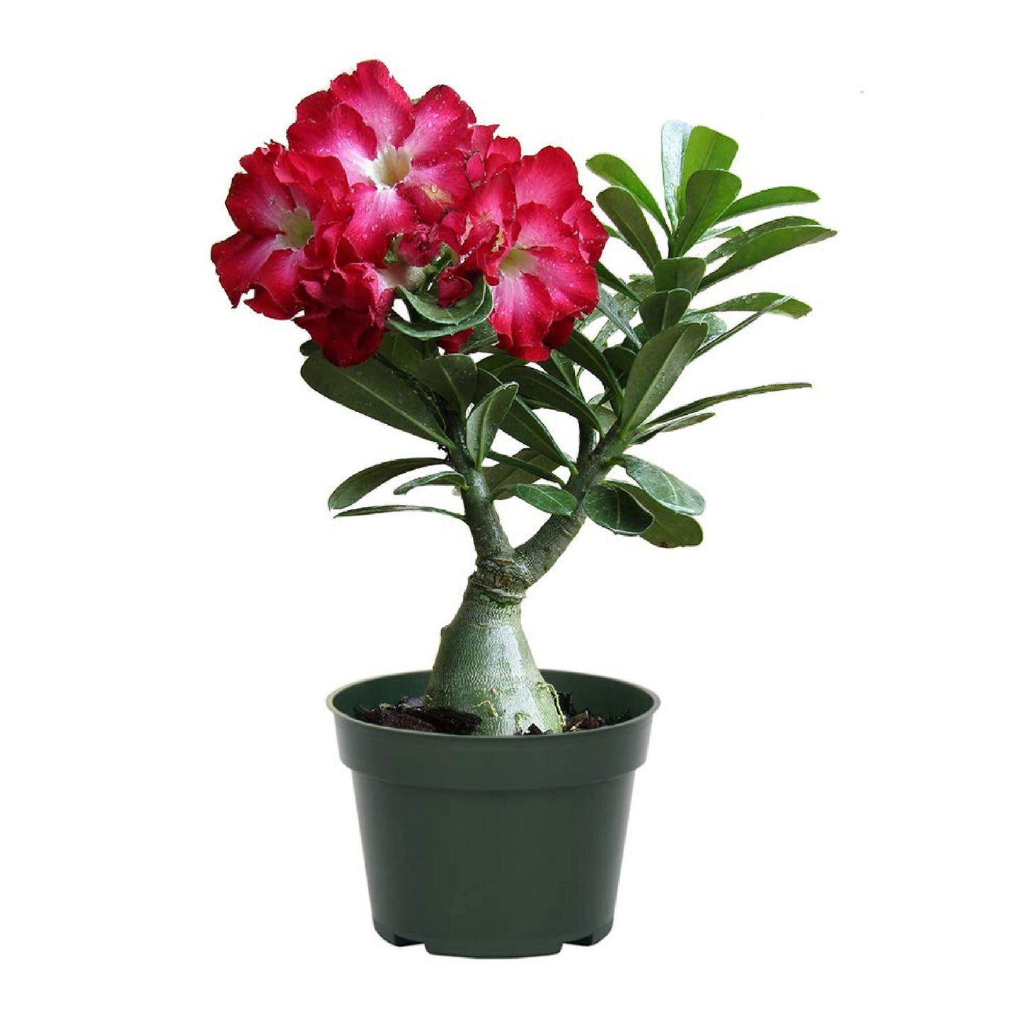 American Plant Exchange Desert Rose – Live 5-Inch Potted Flowering Succulent, Drought-Tolerant Bonsai-Style Plant for Indoor & Outdoor Gardens, Patios, and Home Décor