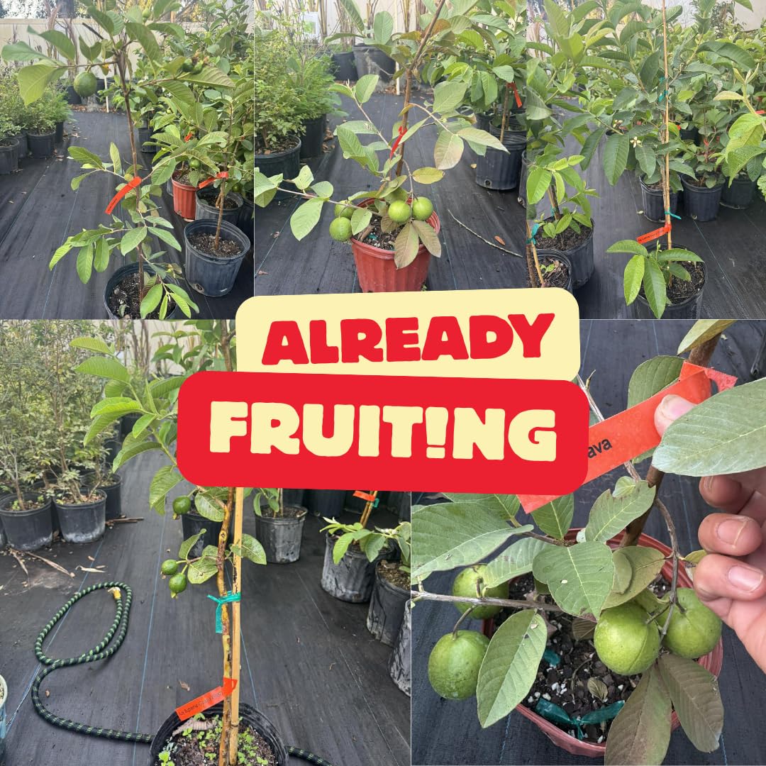 Fruit Bearing Pink Guava Tree Live Plant, 2-3 Feet Tall in Gallon Pot, Grafted Guava Trees for Planting, No CA
