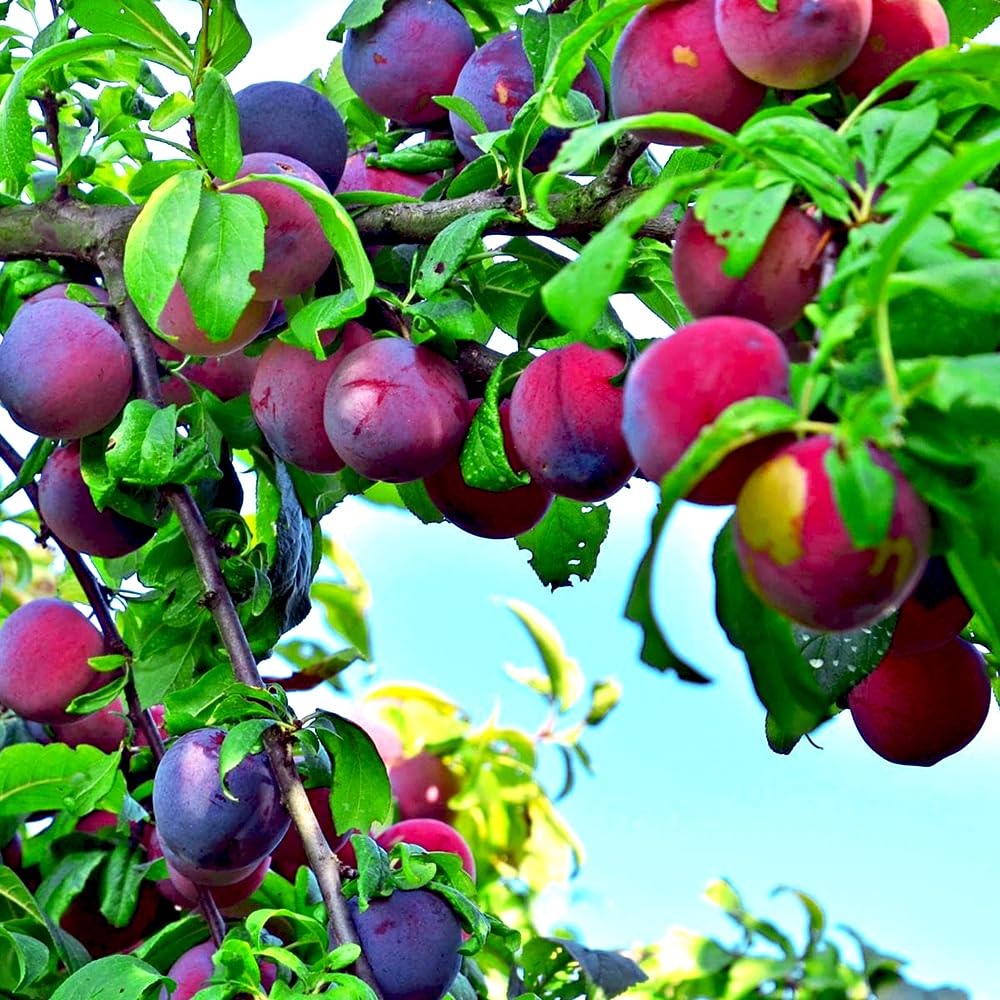 Mixrug 10+ Wild Plum Trees Fruit Seeds for Planting Outdoor-Perennial Native Prunus Seeds Americana Non-GMO Heirloom Fruit Trees Seed for Home Outdoor Garden
