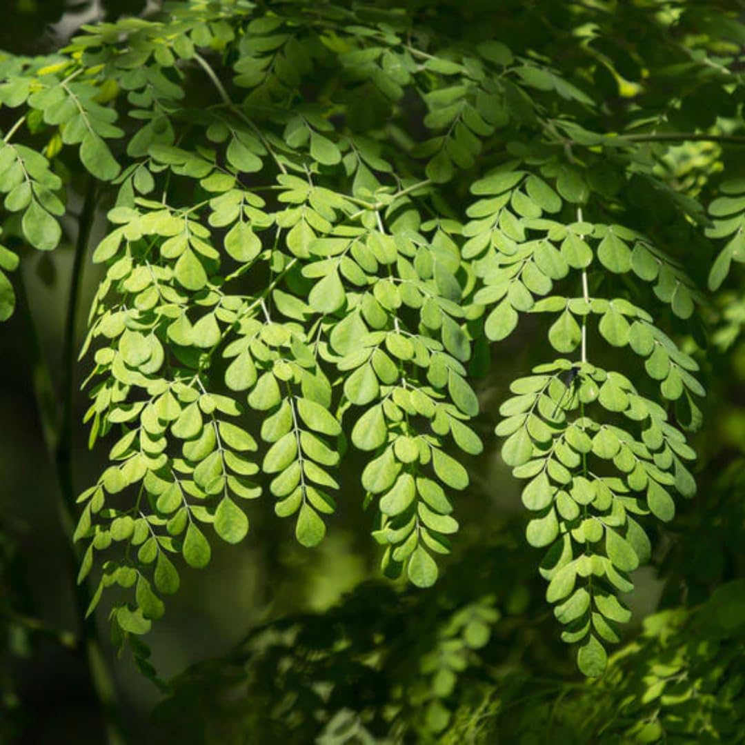 1 Pack 2 Moringa Trees Live Plants, Drumstick Malunggay Tree, Moringa Oleifera Herb Horseradish, 5 to 10 Inc Tall