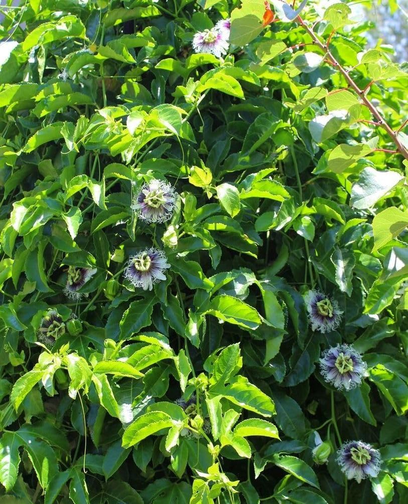 400 Pcs Passion Fruit Flower Seeds for Planting