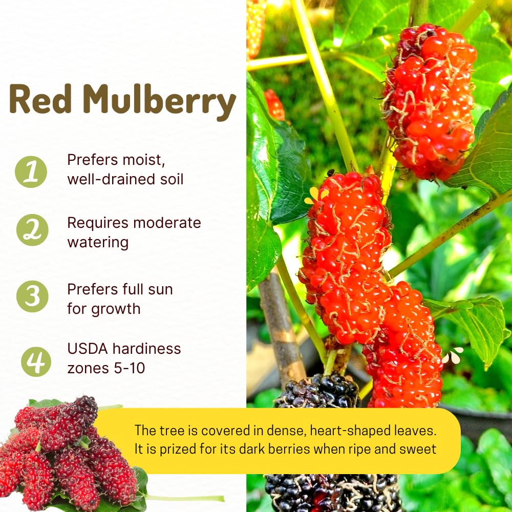 Mulberry Tree Live Plant, Mulberry Plant Seedlings from 6 to 8 Inch Tall, Sweet and Edible Mulberries for Patio and Garden (Red)
