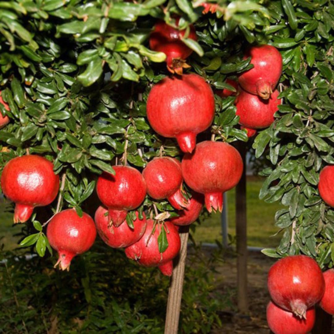 Live Pomegranate Plant Live, Sweet Pomegranate Fruit Tree, 8-10 Inches Tall in 4 Inch Pot, Ready to Grow