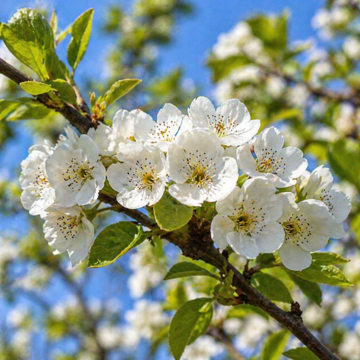 Kieffer Pear Tree - 12-18" Tall Live Plant - Grafted - Fast Growing Flowering Hardy Tree - Sweet Edible Fruit Pollinator - Pyrus communis x pyrifolia 'Kieffer'