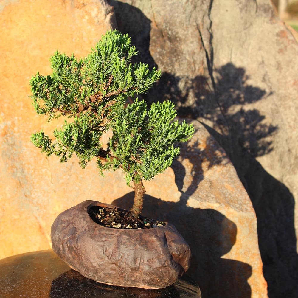 Brussel's Bonsai Live Green Mound Juniper Bonsai Tree - Medium, 5 Year, 6 to 10 Inches - Outdoor Bonsai Tree Live with Rock Bonsai Pot