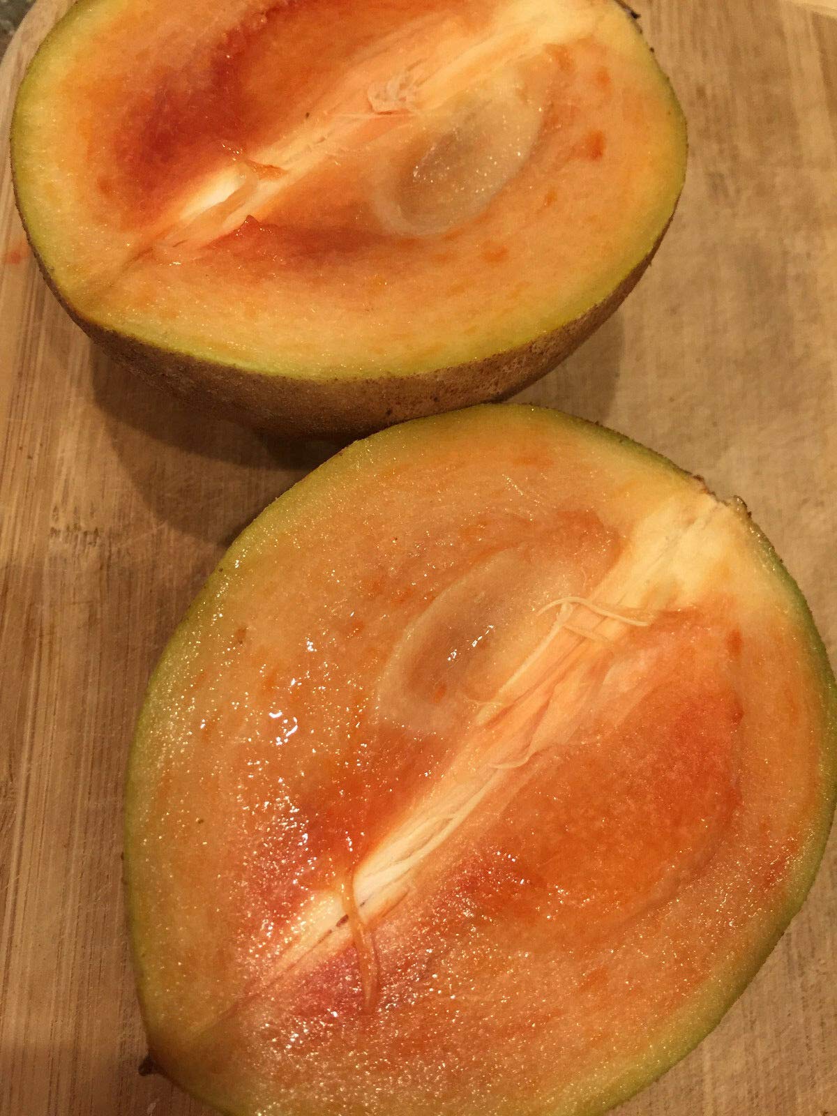 US Warehouse, Live Plant (Not Seed or Bulb), Sapodilla Manilkara Zapota Chiku Excalibur Tropical Tree Starter Plant Seedling