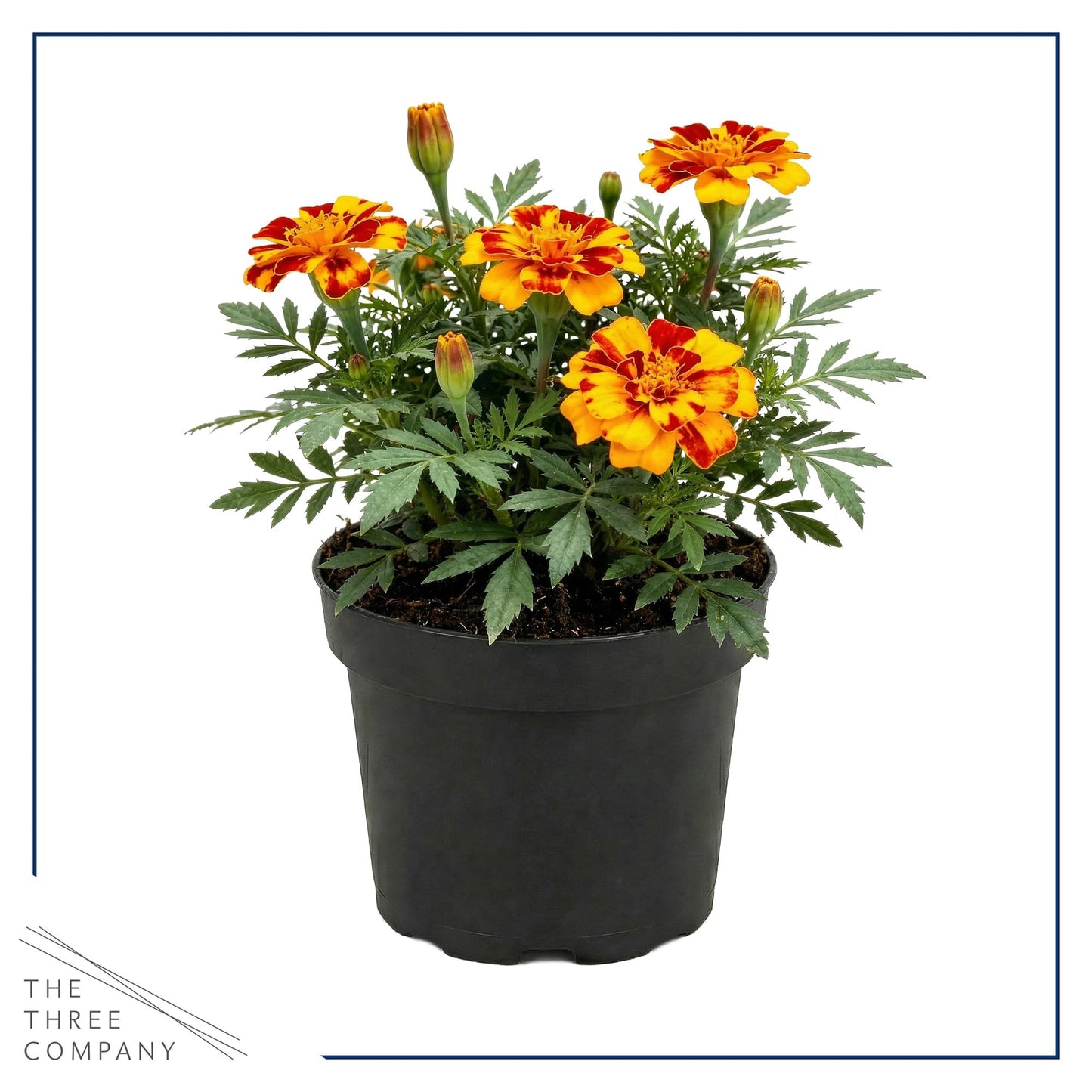 Live Flowering Marigold - Durango Bolero (4 Per Pack), Beautiful Spring Color, 8" Tall by 4" Wide in 1 Pt Pot