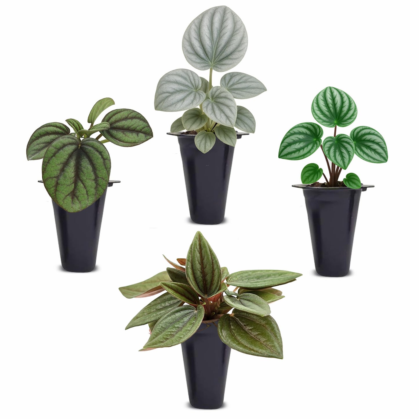 Peperomia Plant Collection (4 Pack)– Set of Rare Varieties | Watermelon, Frost, Eden Rosso & Piccolo Banda | Easy Indoor Houseplants, Live Plants for Home Decor (Peperomia Collection)