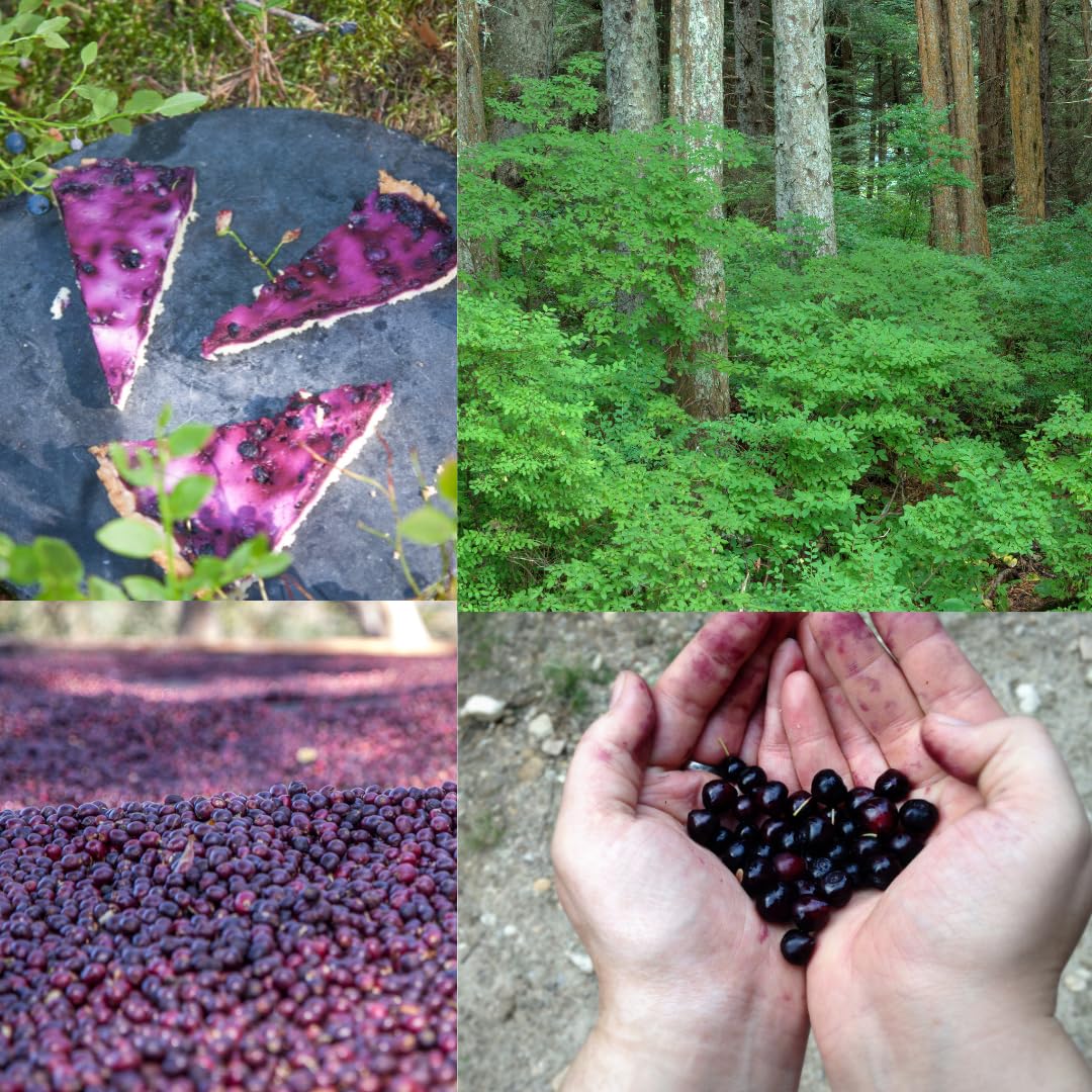 (Plug Size) 4 Black Huckleberry Trees Live Plants in 1.5" Pot, Rare Black Huckleberries Blueberry Like, Sweet Flavor, Dormant in Winter