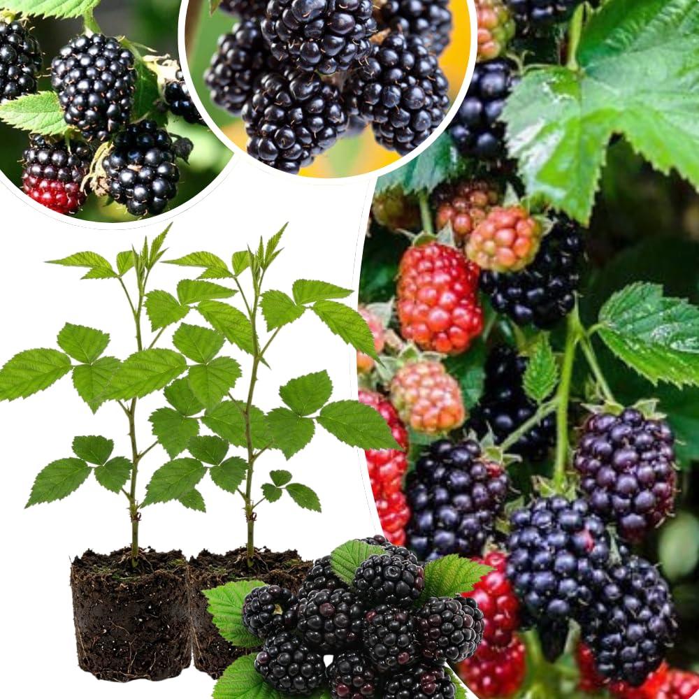 Pack 2 Thornless BlackBerry Plants Live, 4-8 Inch Tall, BlackBerry Bush Live Plant, Sweet Blackberries Fruit Indoor Outdoor (Ouachita BlackBerry)