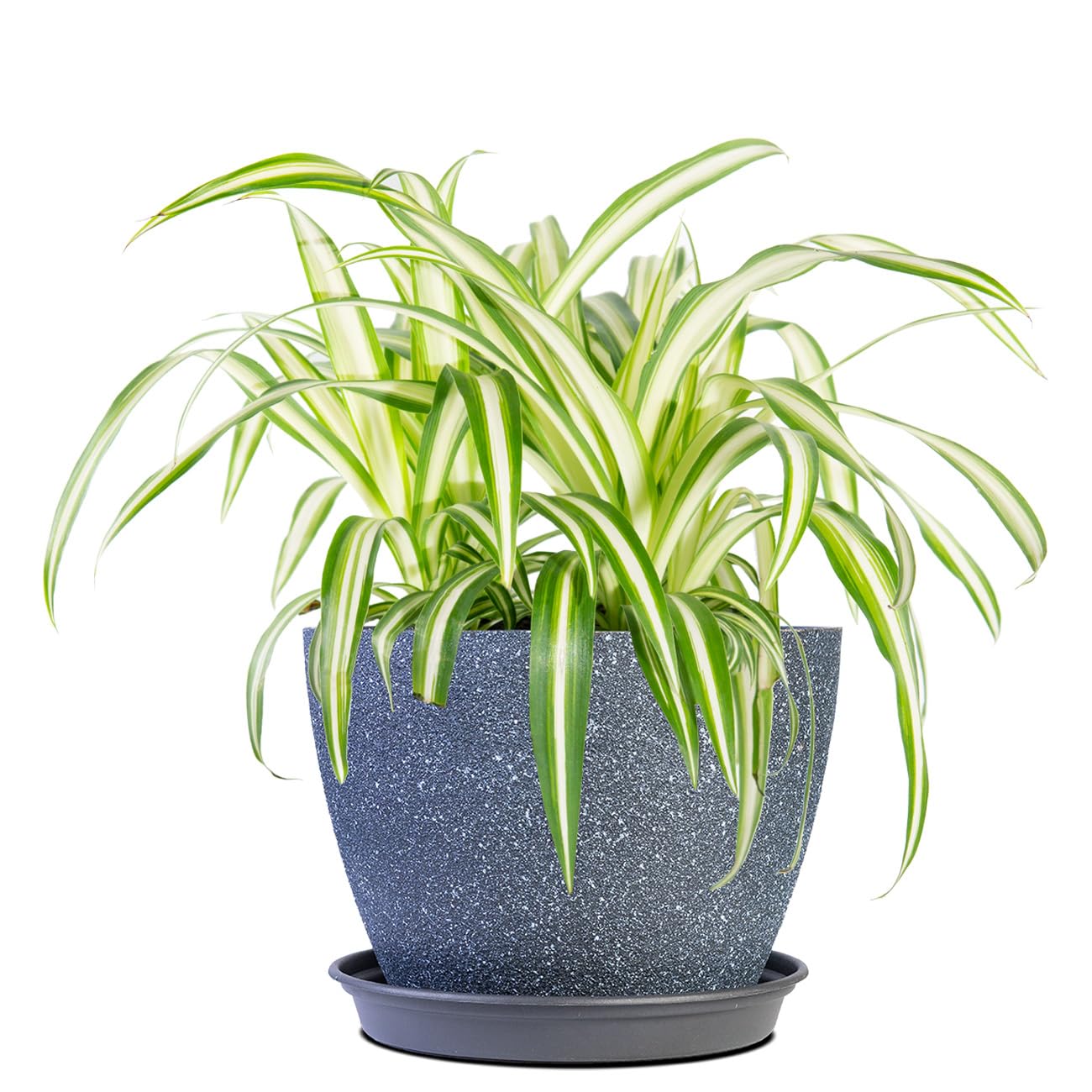 Perfect Plants Spider Plant in 6in. Midnight Blue Decor Pot | Live Houseplant for Indoor Growing | Easy to Care for & Keep Alive | Beautiful Green & White Variegated Leaves