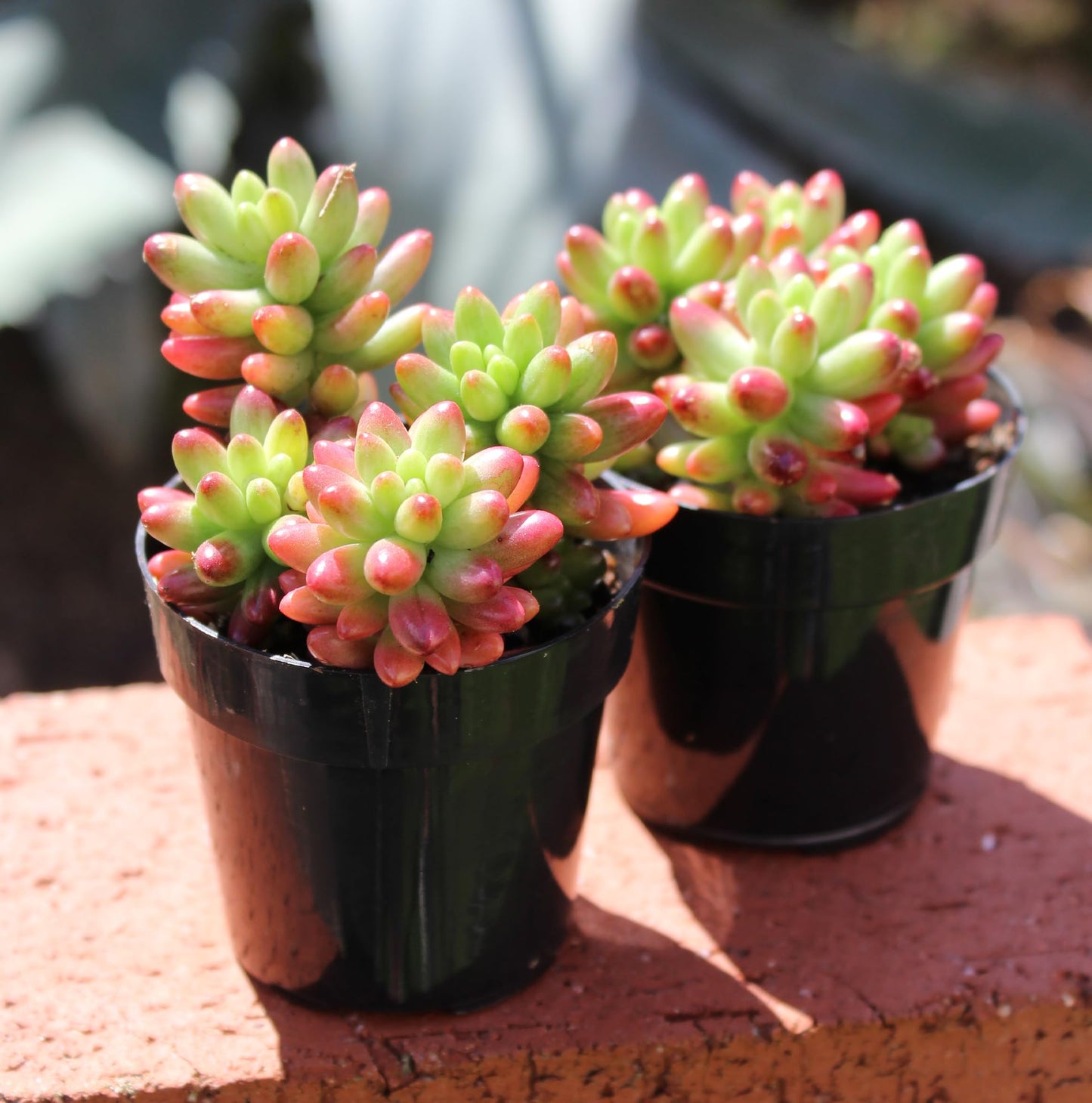 Altman Plants Variegated Succulent Plant Collection (4PK) Mini Succulents, Colorful Succulent Plants, Live Succulents, Multicolor Succulents, Variegated Live Plants & House Plants in 2.5" Pots