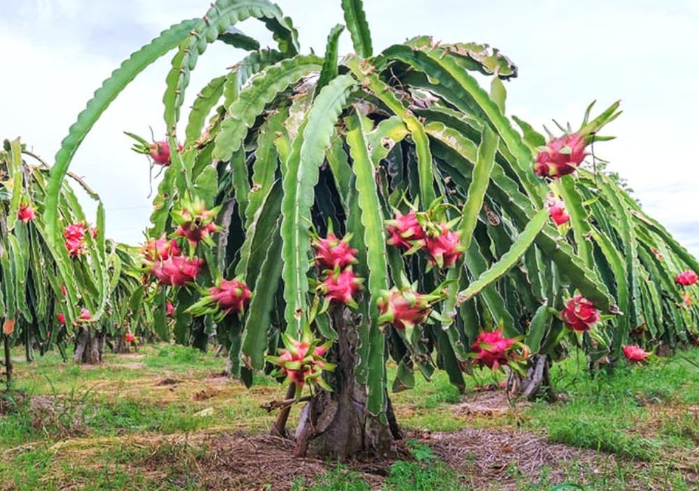50 PCS Seeds Pitaya Bonsai Tree Plants Dragon Fruit Garden Red Meat Pitaya Seeds Heirloom