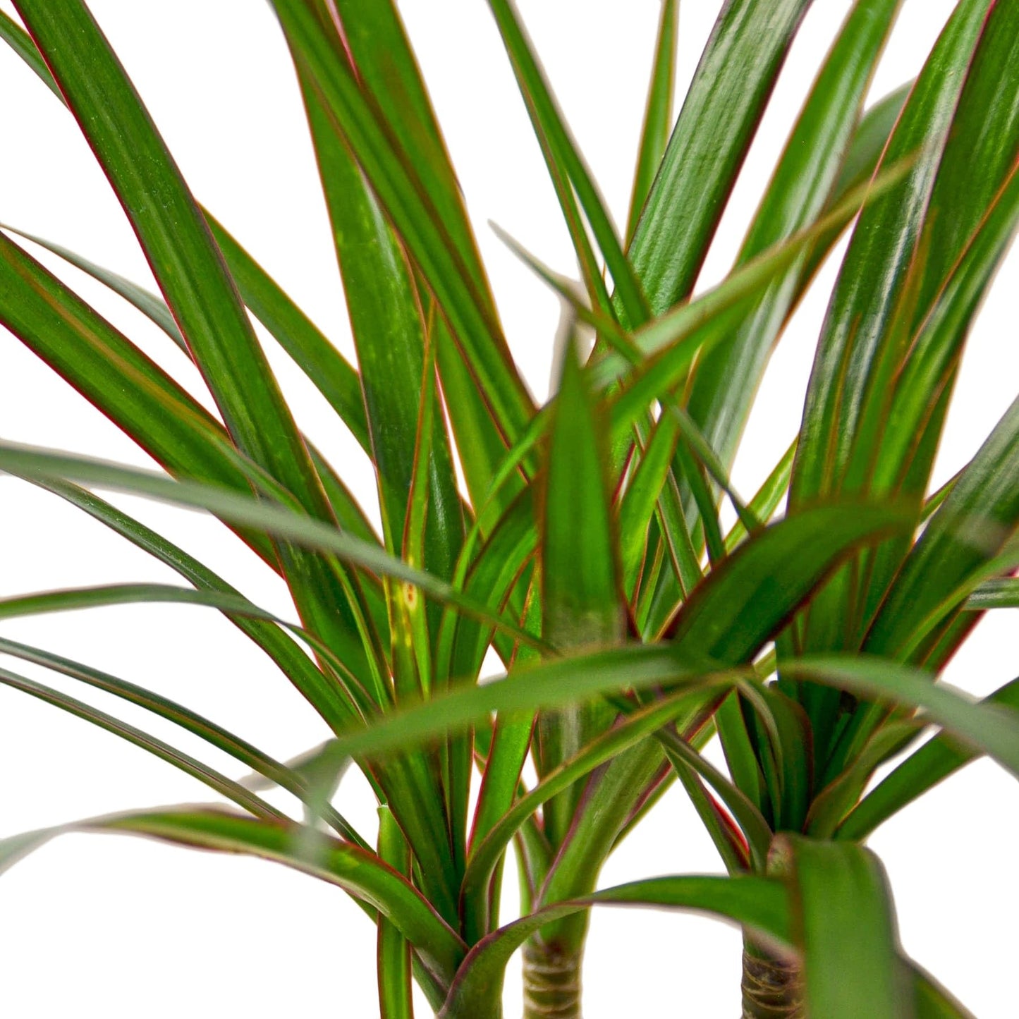 2 Pack Dracaena Marginata Cane in 4in Pot - Live Plants Tropical Houseplants | Variegated | USA Growers | The Snobby Leaf