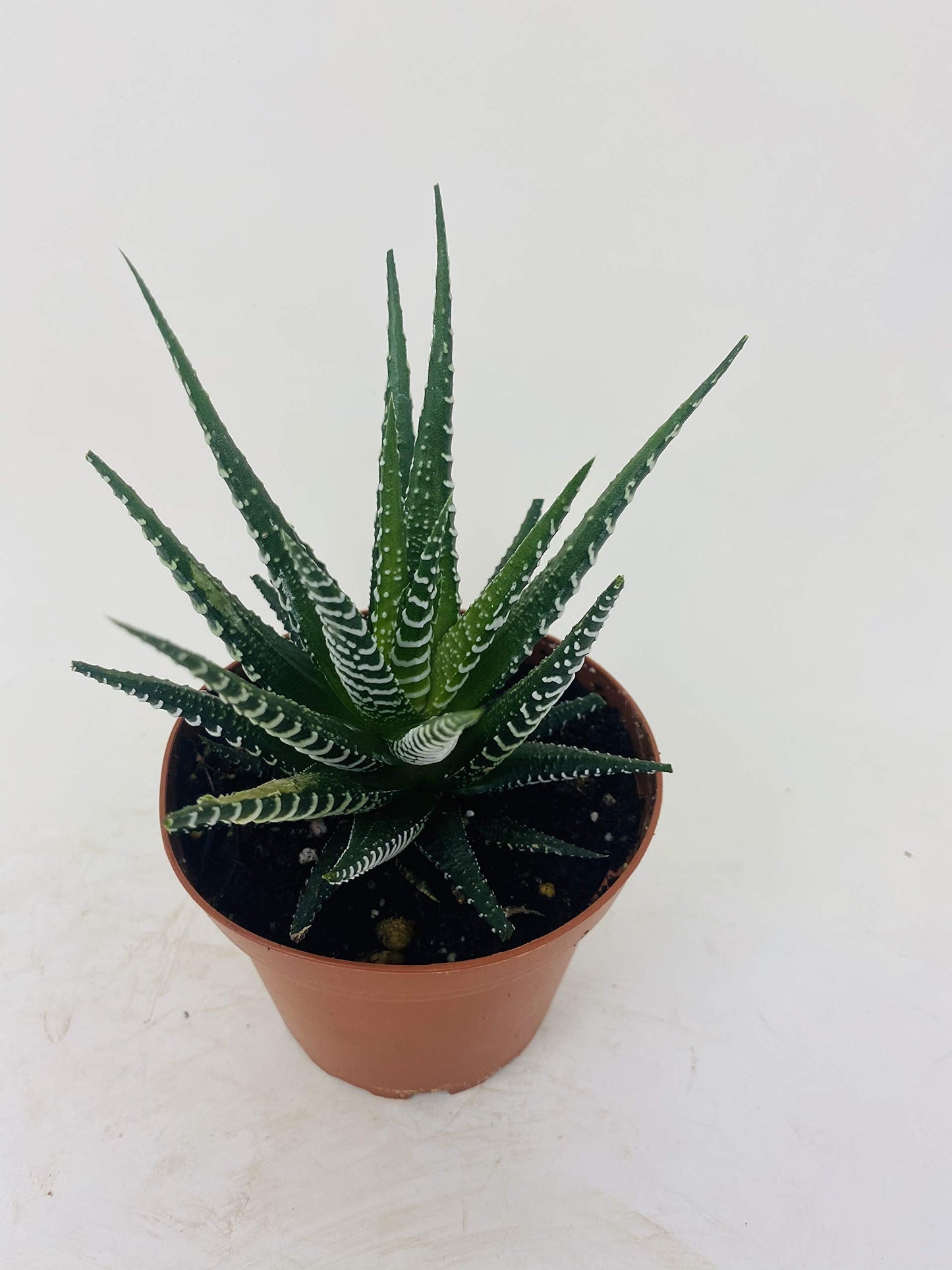 Zebra Haworthia Plant - Easy to grow/Hard to kill! - 3" Pot -unique form jmbamboo