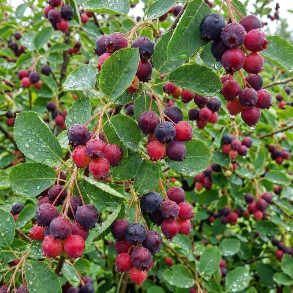 Serviceberry Tree Live Plant, Edible Serviceberry Plant, 5-9 Inc Tall, Sweet Berry Shrub for Outdoor Garden