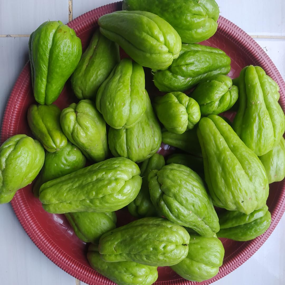 Green Chayote Squash Vine Live Plant, Edible Vegetable Plant, 8-10 Inches Tall for Garden Planting