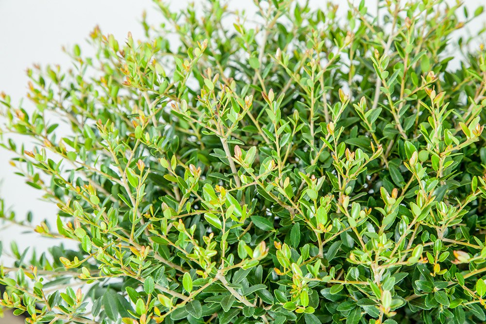 Schilling Holly 3 Gallon