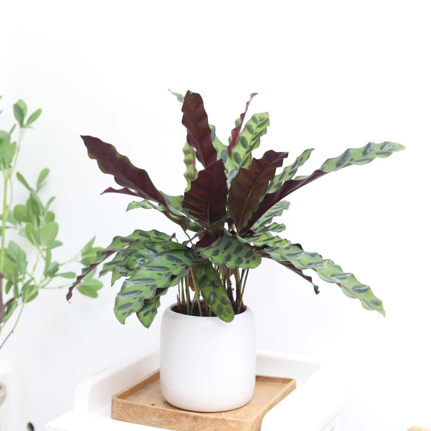 Calathea Lancifolia Rattlesnake Plant (4" Grower Pot) - Healthy Houseplant - Easy Care Indoor Houseplant