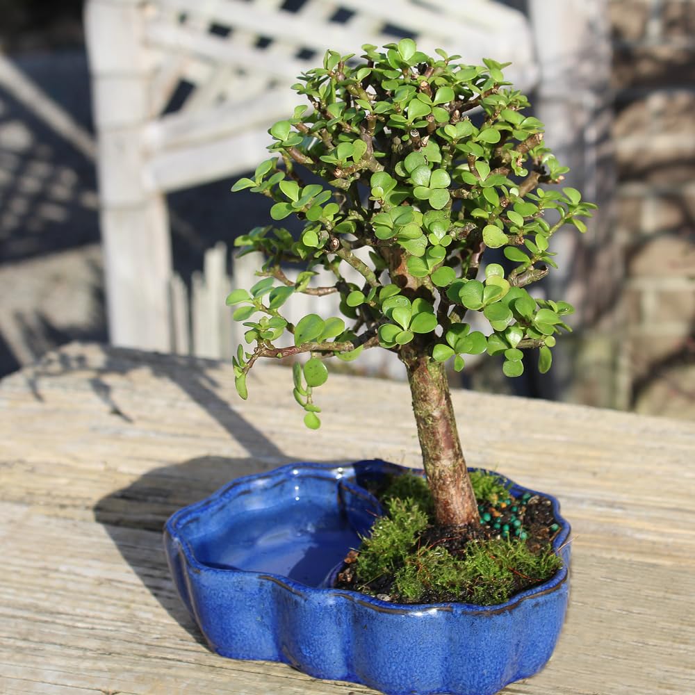 Brussel's Bonsai - Live Dwarf Jade Bonsai Tree in a Zen Ceramic Bonsai Pot, Indoor Succulent Houseplant, 3 Years Old, 5-8 Inches Tall, Easy Care Plant for Home or Office (Small, Green)