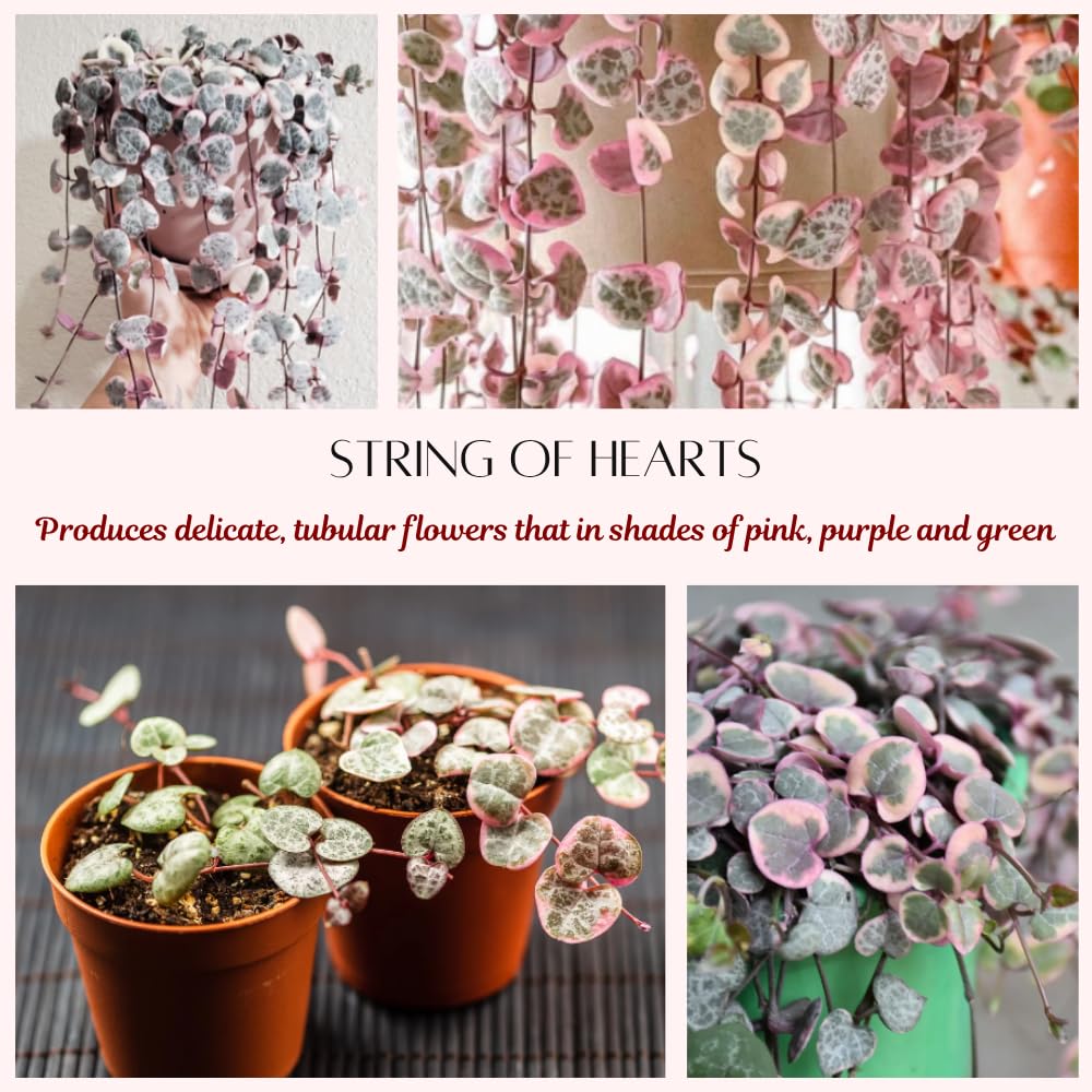 Variegated String of Hearts Plant Live Succulent 4 Inch Pot, Ceropegia Woodii Variegata, Hanging Plant for Home Office Decor, 4-7 Inch Tall
