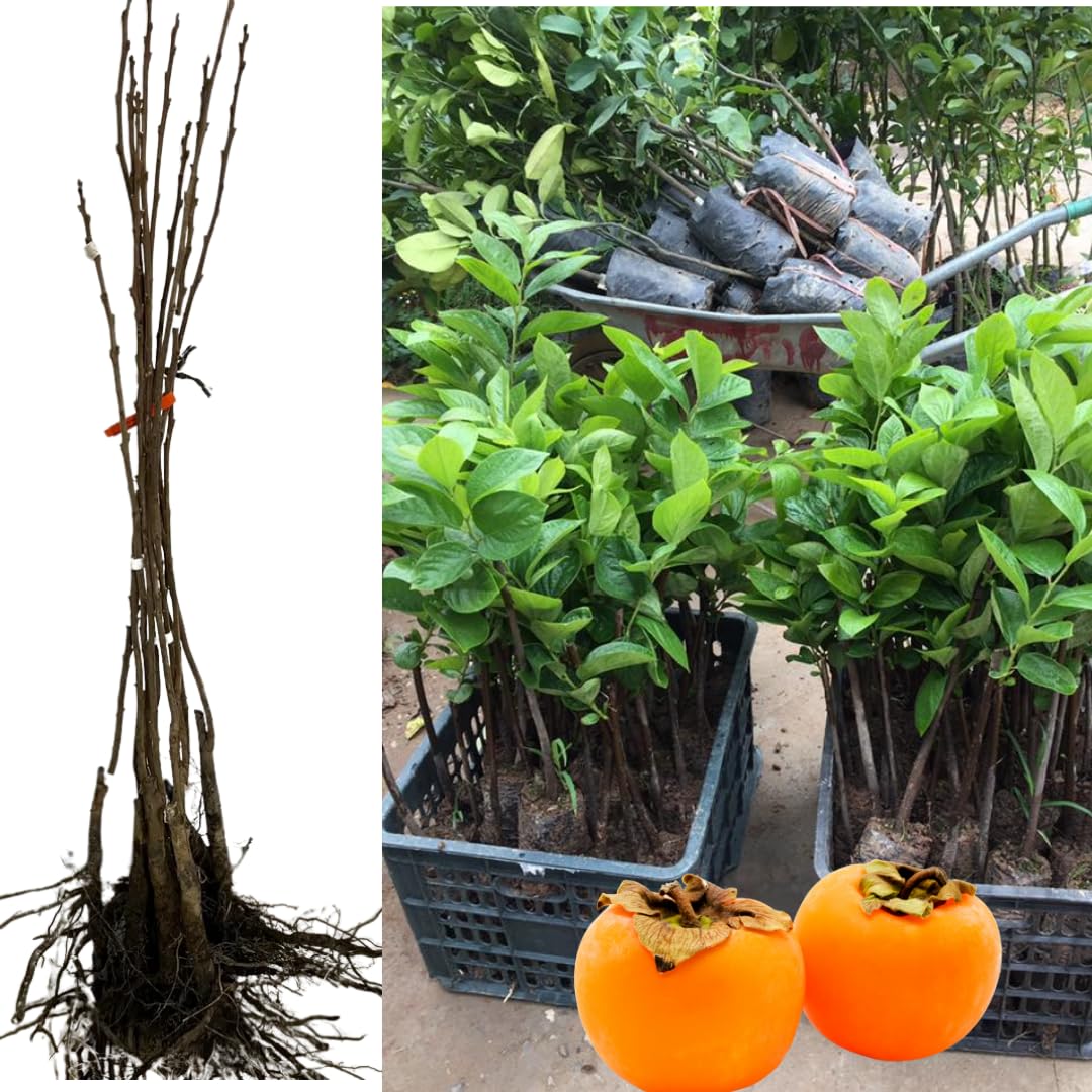 American Persimmon Tree Live Plant for Outdoor Planting, 1 Year Old Well Rooted, Winter Hardy, Zone 4-9
