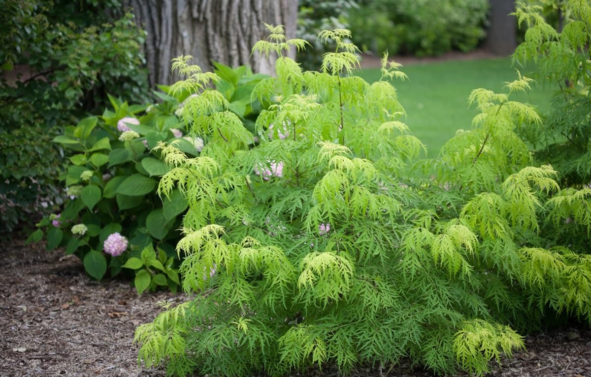 Lemony LACE® Elderberry - 4" Pot - Sambucus racemosa - Proven Winners
