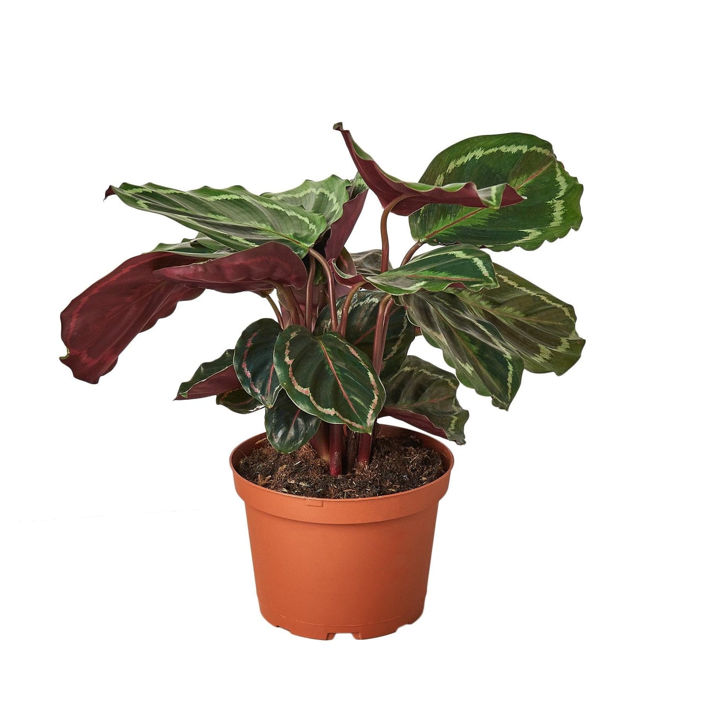 3 Pack Calathea Roseopicta 'Medallion' in 6in Pot - Live Plants Tropical Houseplants | Variegated | USA Growers | The Snobby Leaf