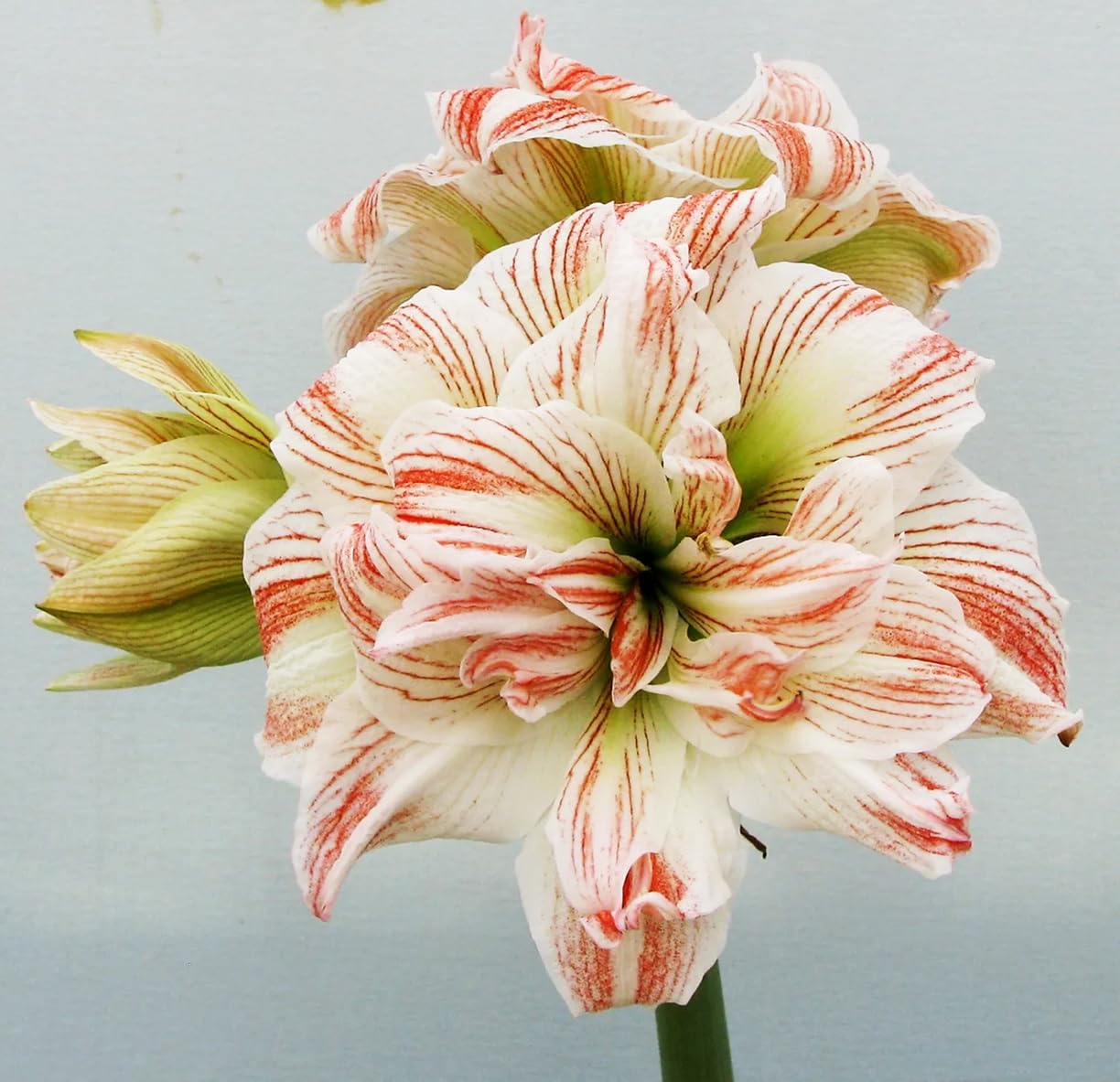 Striped Echo Amaryllis Bulb - Triple Blooms with Red Stripes on White Flowers - 28-30 cm Bare Root Bulb - Stunning Unique Flower for Indoor & Outdoor Décor
