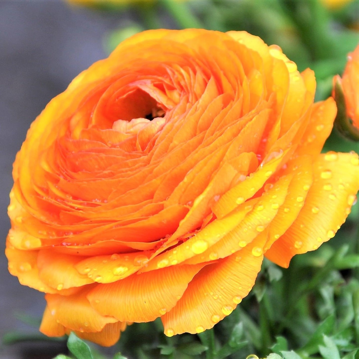 Easy to Grow Ranunculus Tecolote Gold 10 Flower Bulbs - Spring Golden Orange-Yellow Blooms in Sun, Carlsbad Flower Fields, Great for Cutting