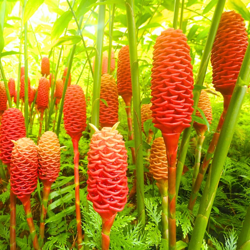 3 Shampoo Ginger Rhizomes for Planting, Live Awapuhi Shampoo Ginger Roots to Grow, Zingiber Zerumbet Fresh Ginger Plant Live