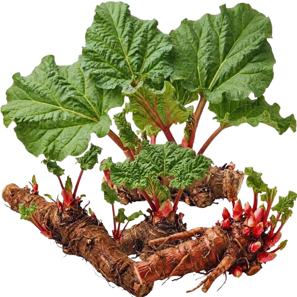 5 Big Rhubarb Roots Crown for Planting Outdoor Indoor, Large Rhubarb Rhizomes, Hardy Perennial Vegetable Gardening