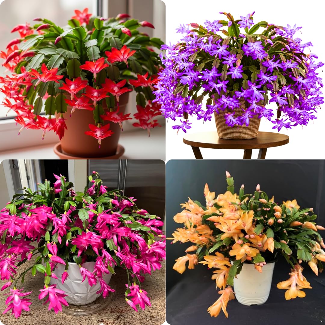 1 Thanksgiving Christmas Cactus Plants Live in 4" Pot, Houseplant Holiday Cactus, Vibrant Single Color Blooms Indoor Outdoor, Zygocactus Like, Winter Hardy (Random)