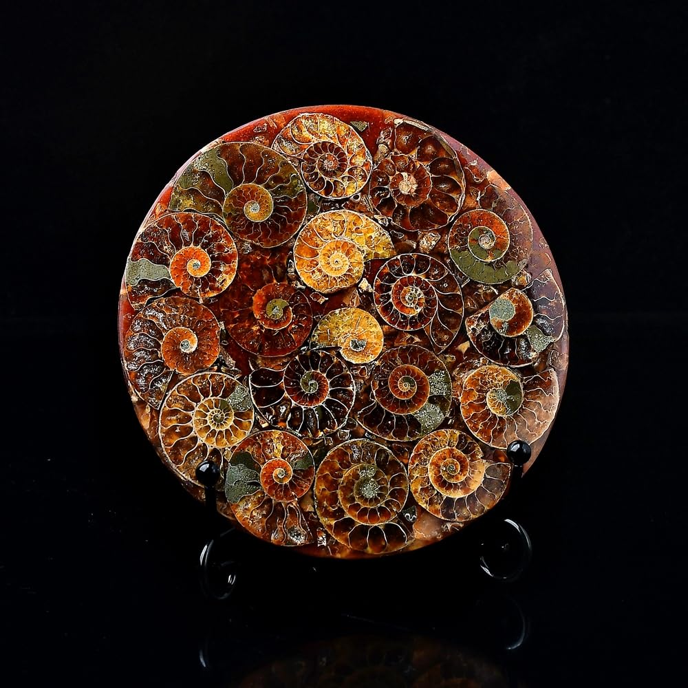 WNJZ 1PC Natural Gorgeous Disc Fossil Conch Specimen with Stand Set for Room Decor Crystal Collectible Present (Style A Set)