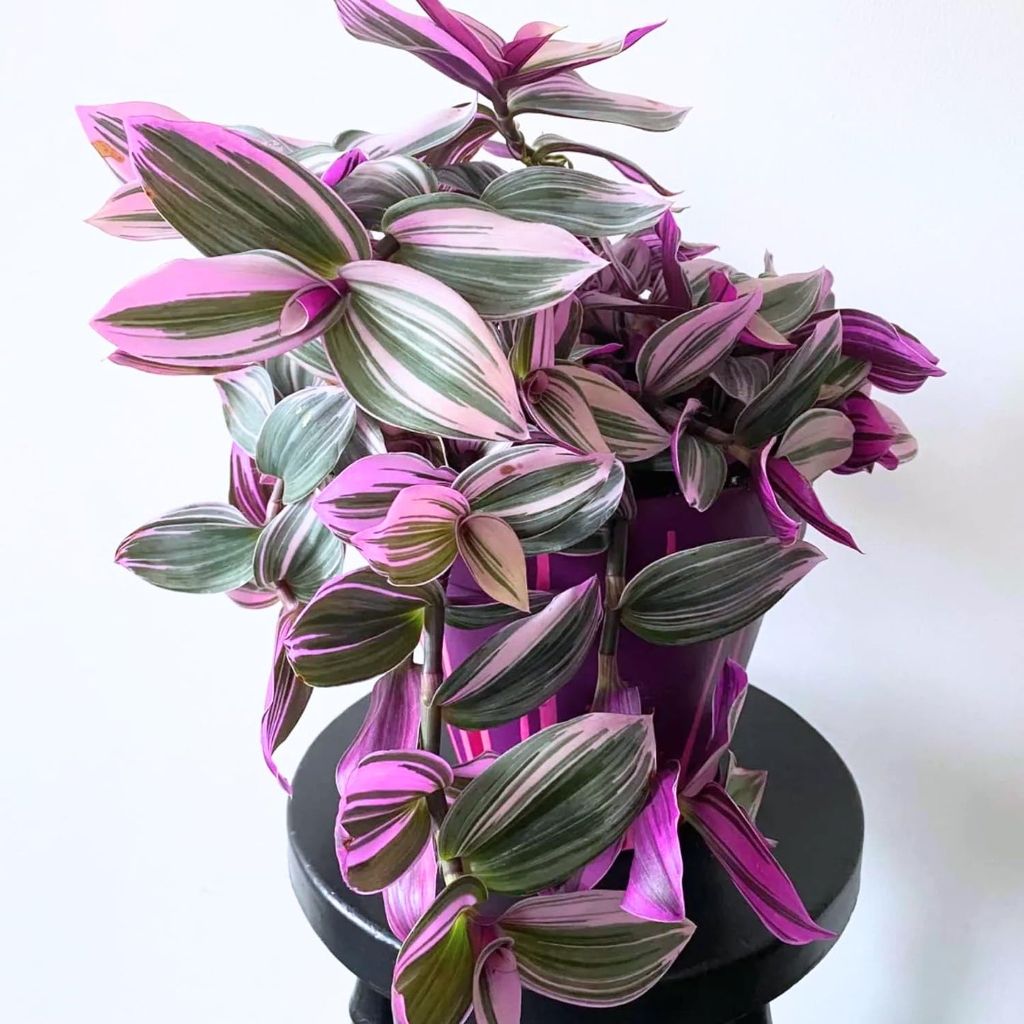 Pink Wandering Jew Live Plant, Pink Tradescantia Nanouk Variegated Wandering Jew Plant, Rare Nanouk Pink Wandering Jew Plant 2 Inch Pot, Pink Wandering Jew Plant Live Houseplants Indoor