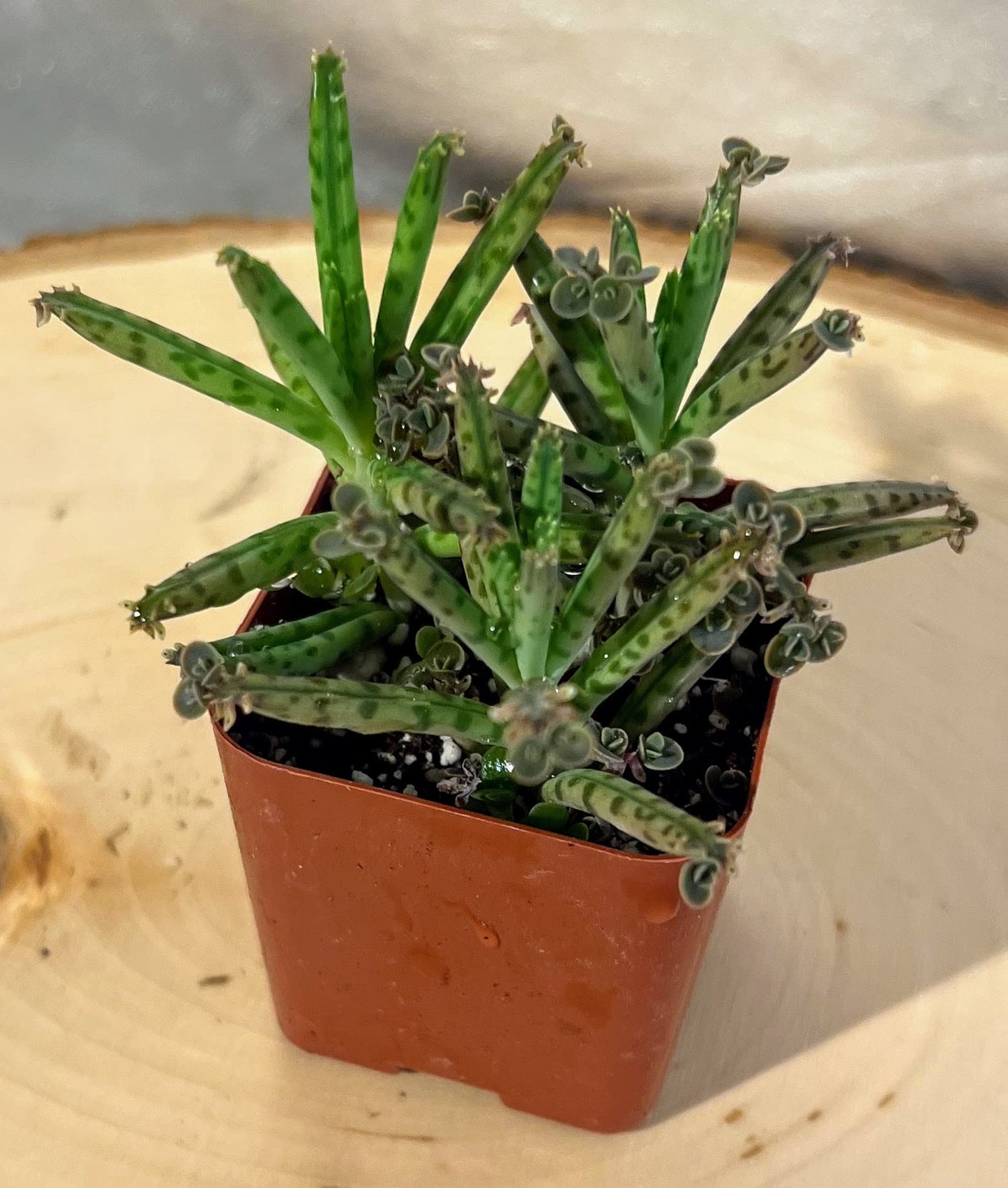 Live Mother of Millions Chandelier Kalanchoe Tubiflora Plant Well-Rooted in 2 inch Pot