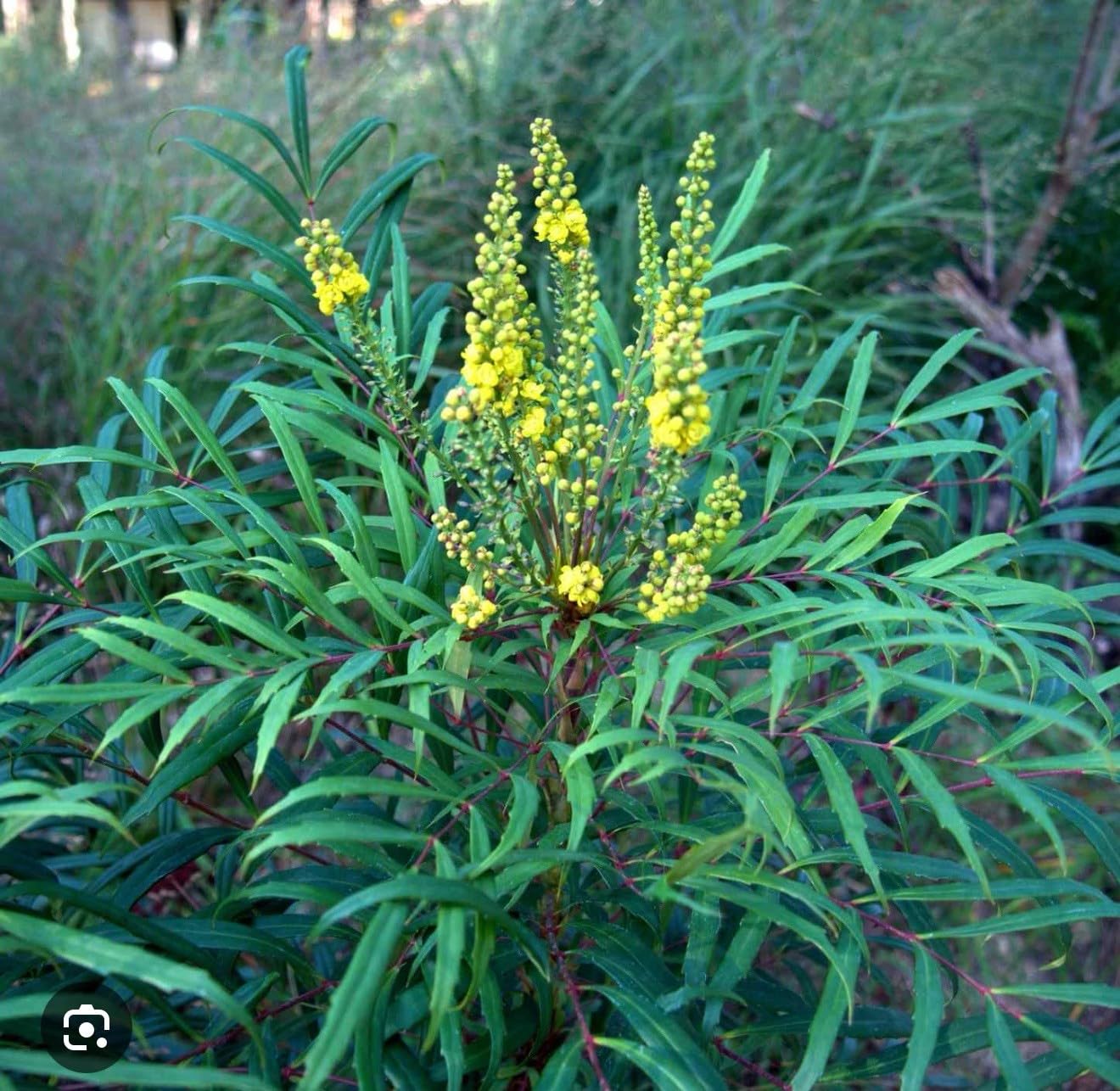 Live Plant - Soft Caress Mahoniamahonia Eurybracteata Ganpinensissmall Rooted Starter Plant