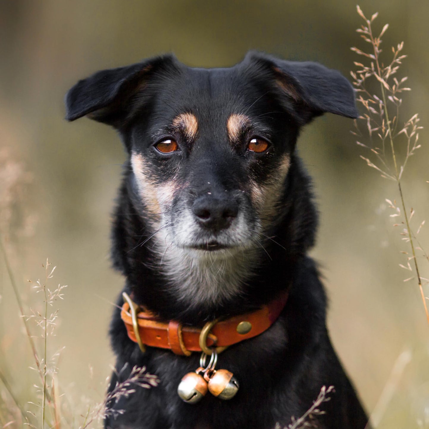 Beau's Bells 2 Extra Loud Cat & Dog Bells | Pet Tracker | Save Birds & Wildlife | Luxury Handmade Copper (Medium)