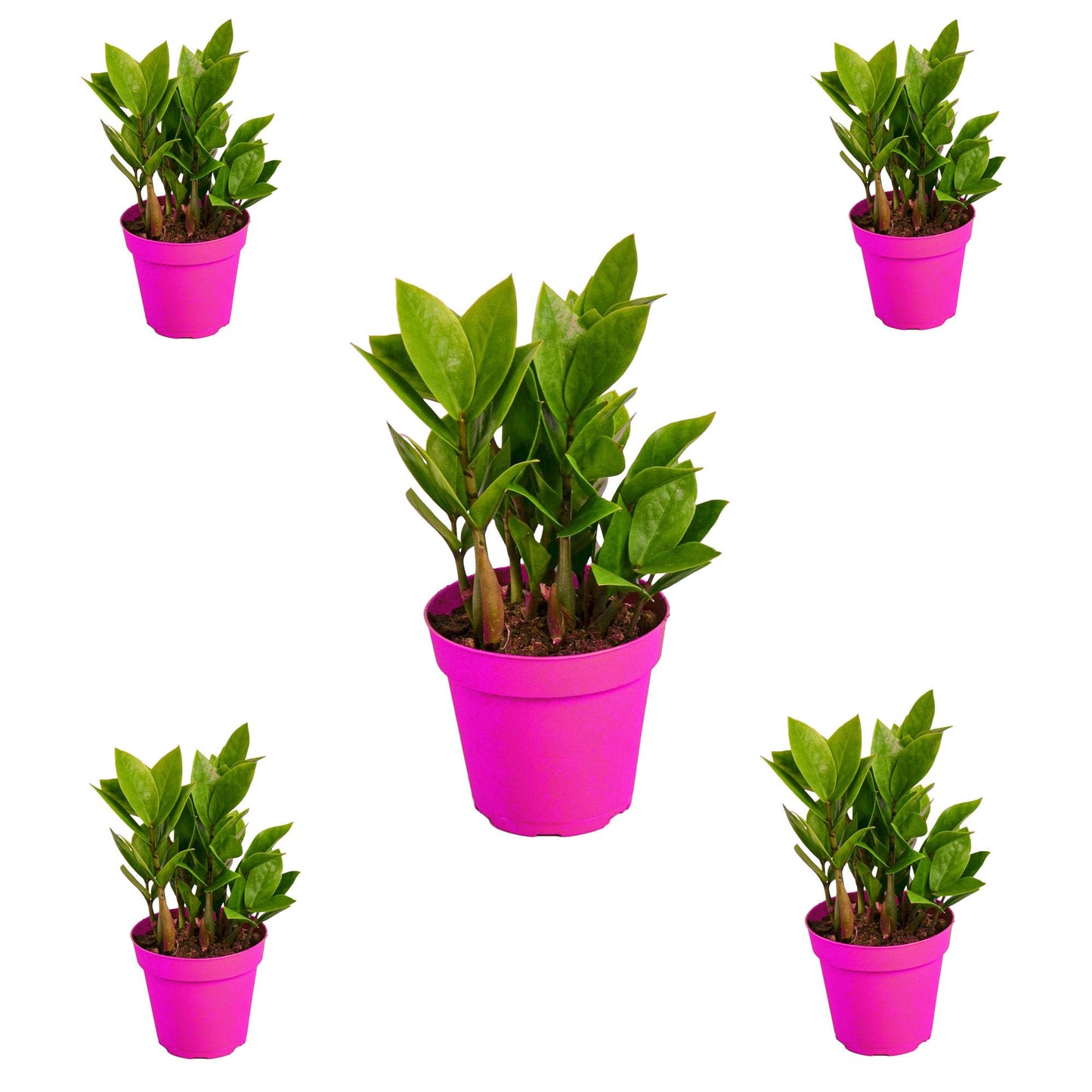 5 Pack Zamioculcas Zamiifolia ZZ in 4in Pot - Live Plants Tropical Houseplants | Variegated | USA Growers | The Snobby Leaf