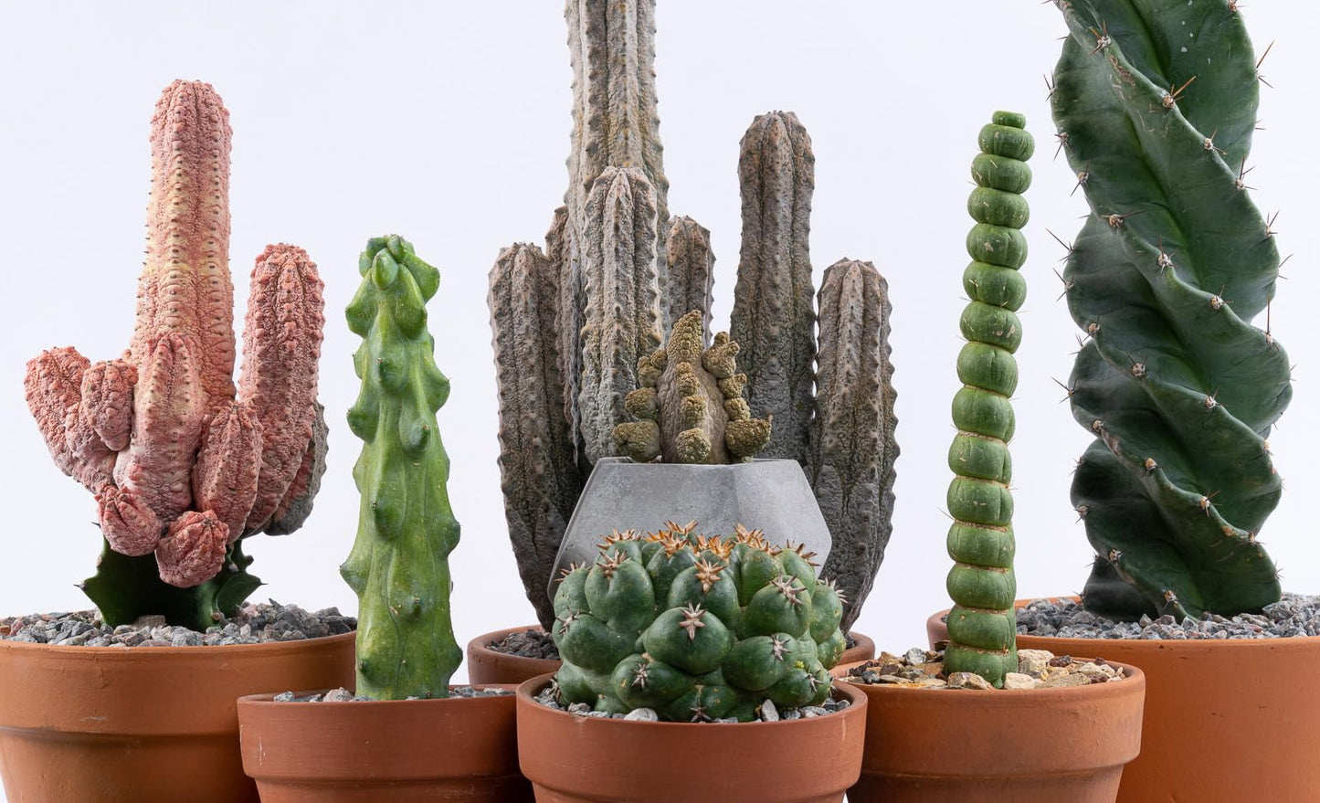Eulychnia Castanea Spiralis - Unicorn Horn Live Rare Unique Cactus Plant (8'')