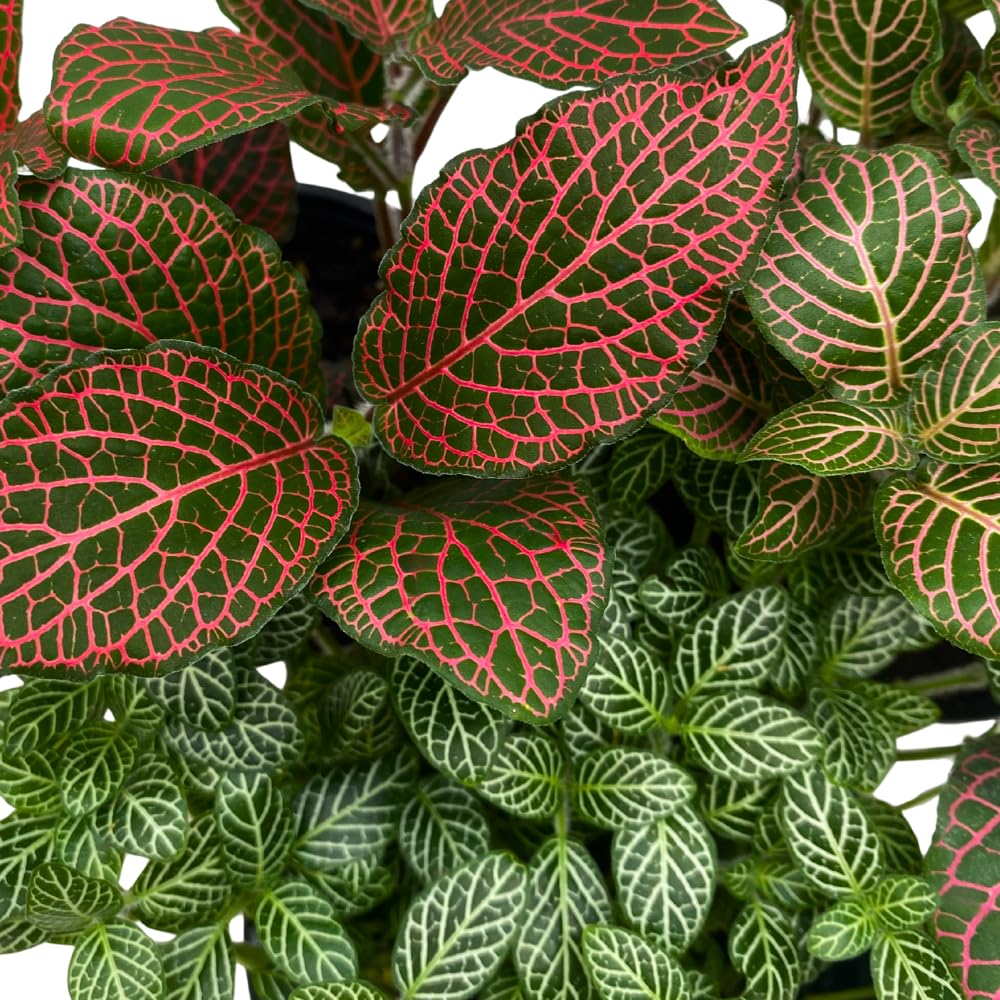 BubbleBlooms Fittonia Nerve Plant Assortment, 4 inch Set of 3, Red White and Pink, Mosaic Jewel Creeping Indoor Plant Albivenis