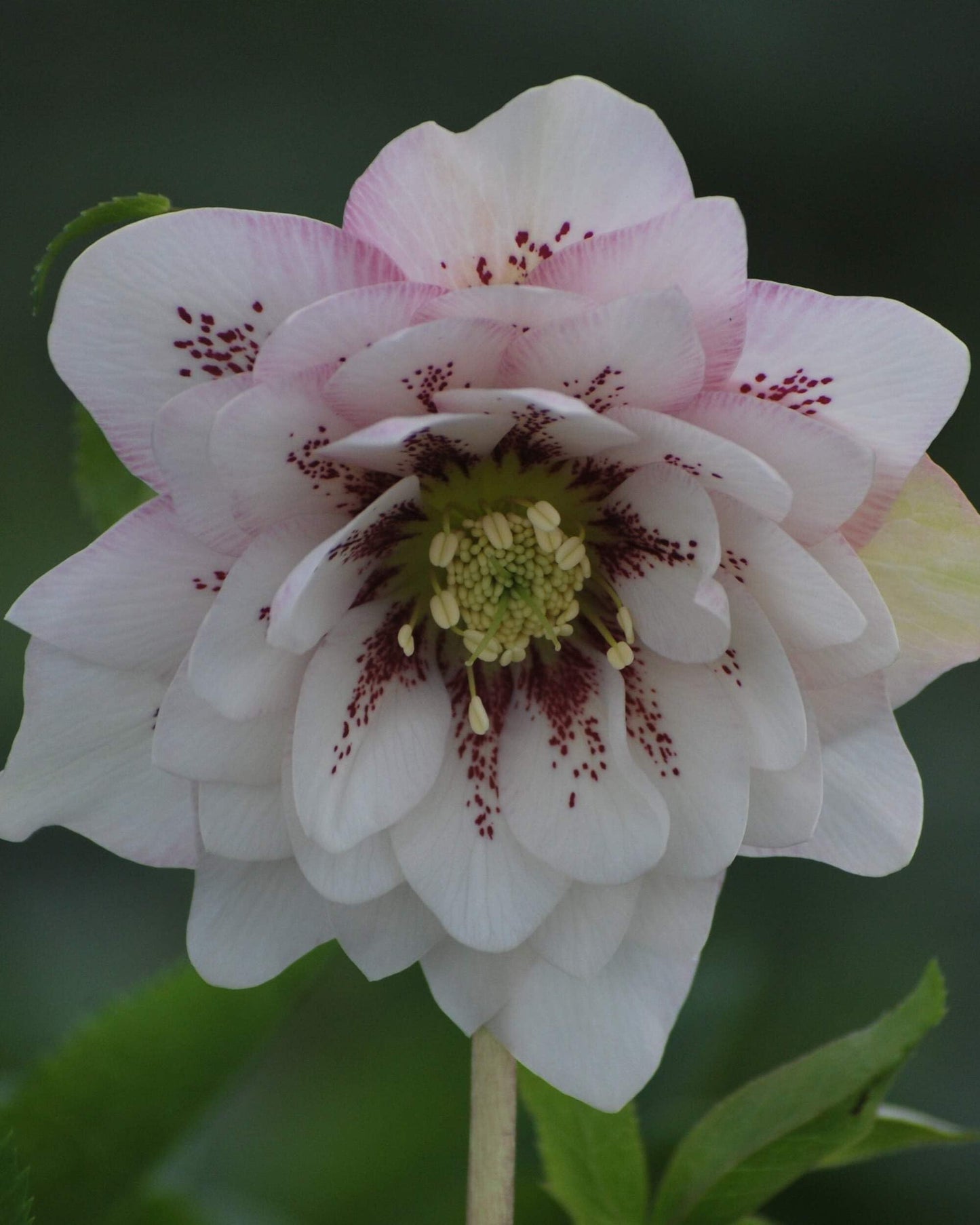 Perennial Farm Marketplace Helleborus x W.J. 'Cotton Candy' (Lenten Rose) Perennial, 1 Quart, Pink Flowers