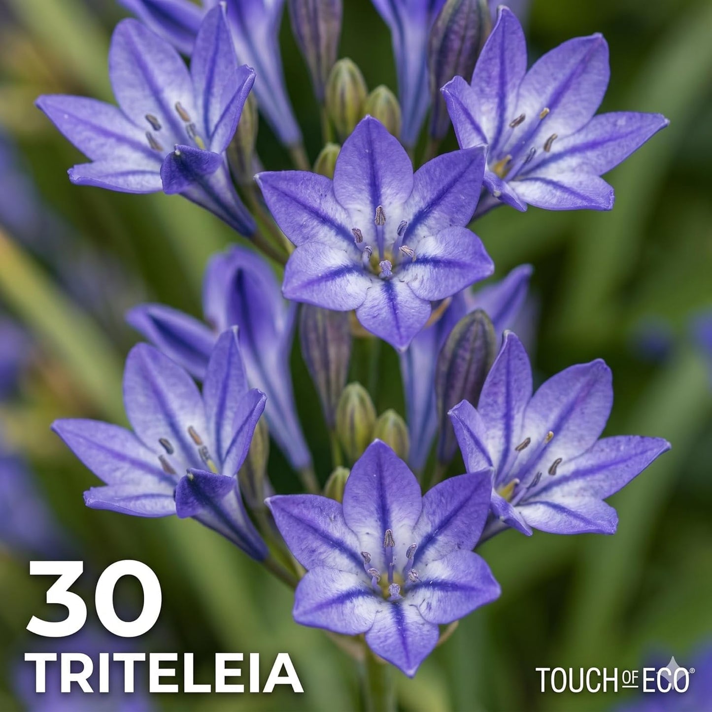 Amazing Deal -100 Perennial Bulbs Birds, Butterflies & Bees English Flower Bulb Collection – Crocosmia, Allium, Anemone & Triteleia Mix – Colorful Summer Blooms – Attracts Outdoor Pollinator EasyGrow