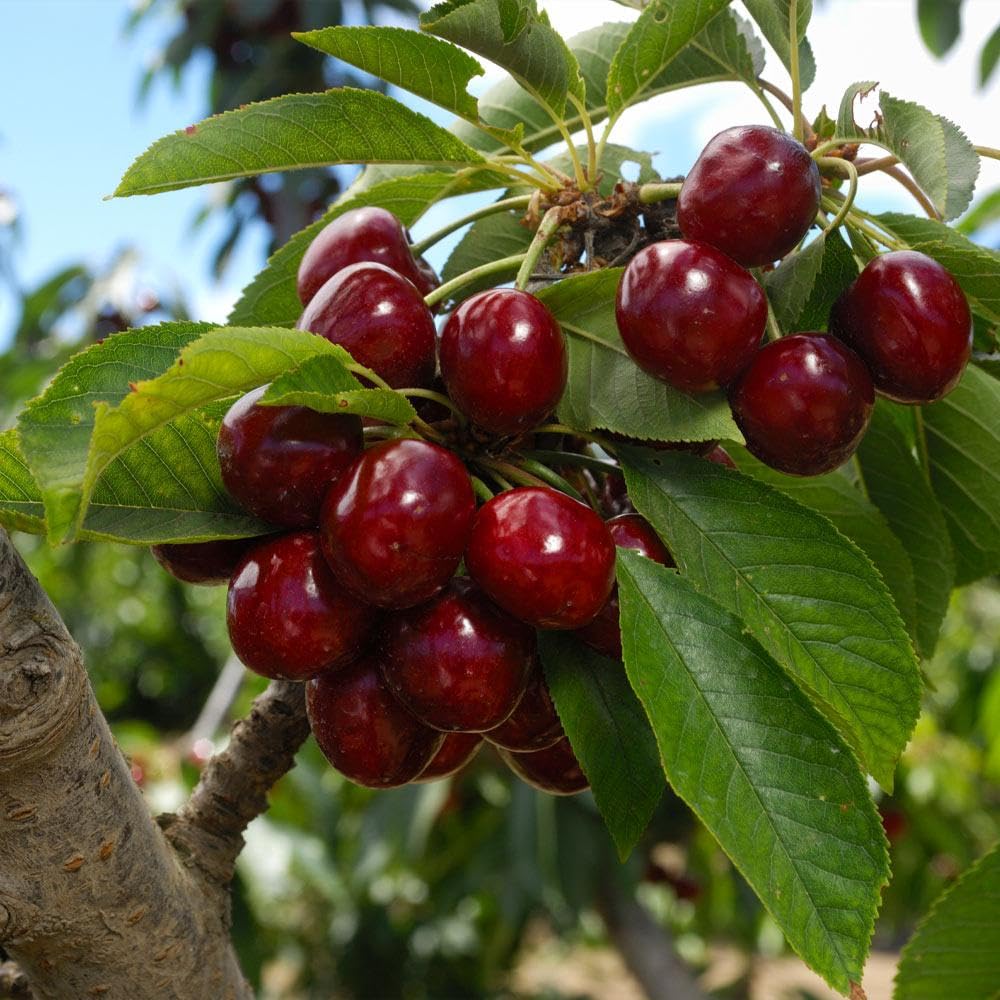 Brighter Blooms - Lapins Cherry Tree, 4-5 ft. - No Shipping to AK, AZ, CA, CO, HI, ID, OR, WA